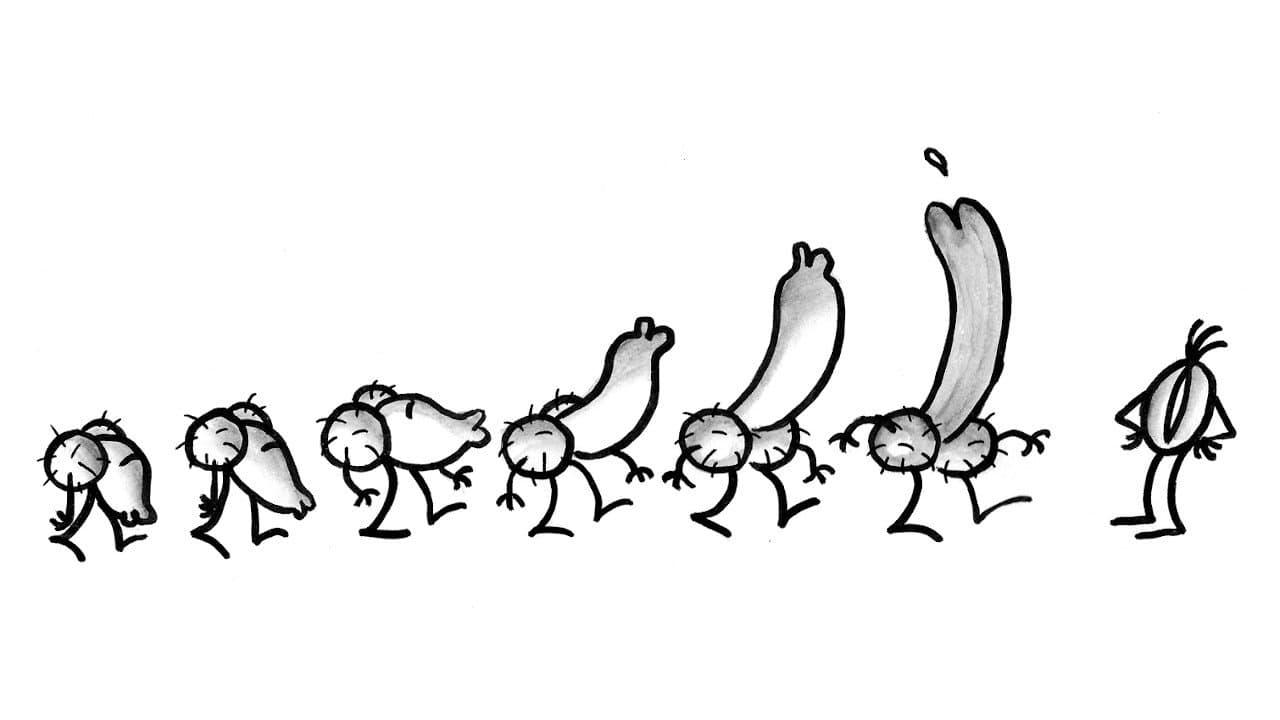 Pene e Vagina Vider
